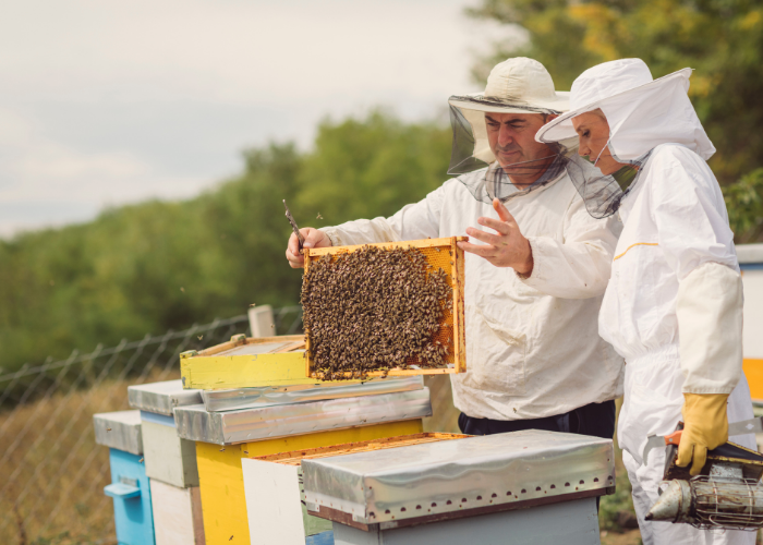 Beekeeping Training