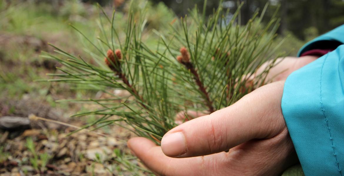 Forestry Education