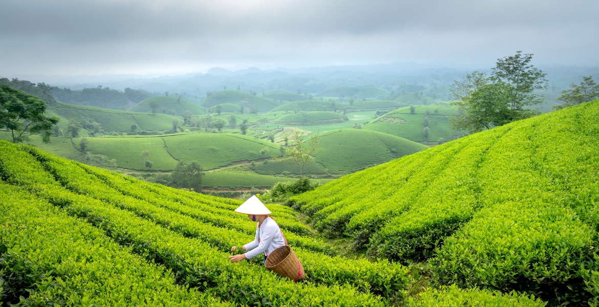 Tea Breeding Training