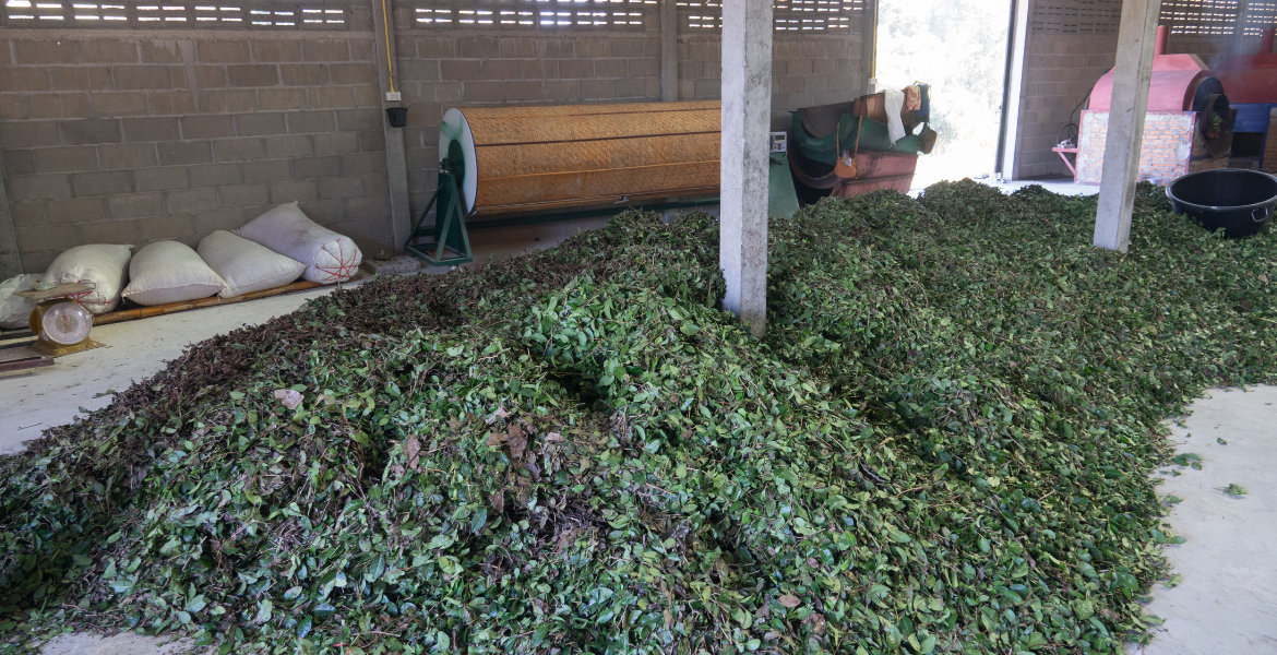 Tea Processing Training