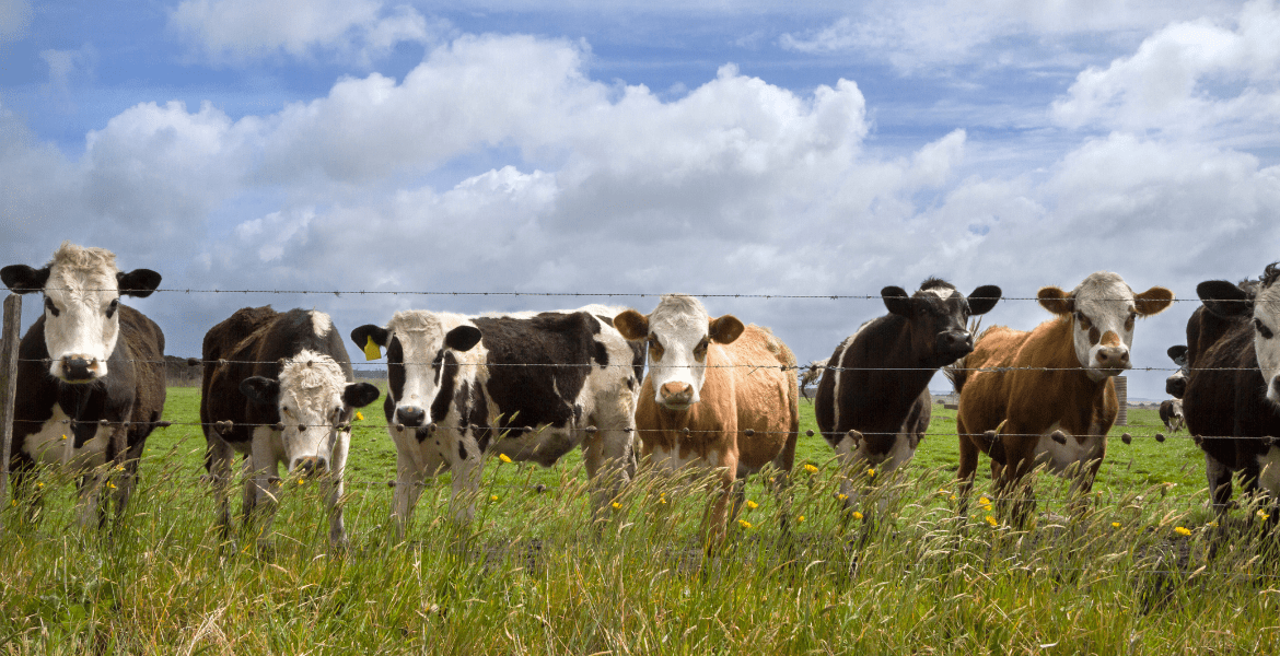 Cattle Breeding Training