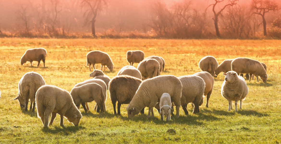 Sheep Breeding Training