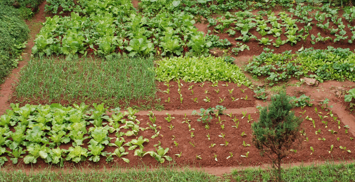 Vegetable Farming Training