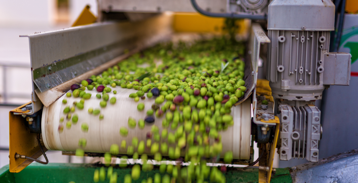 Olive Processing Training